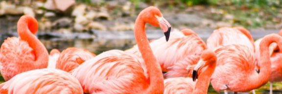 F wie Flamingo